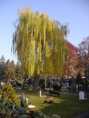 Trauerweide auf dem Friedhof Bad Windsheim Trauerweide auf dem Friedhof Bad Windsheim