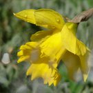 Osterglocken: Symbol für neues Leben nach dem Winter